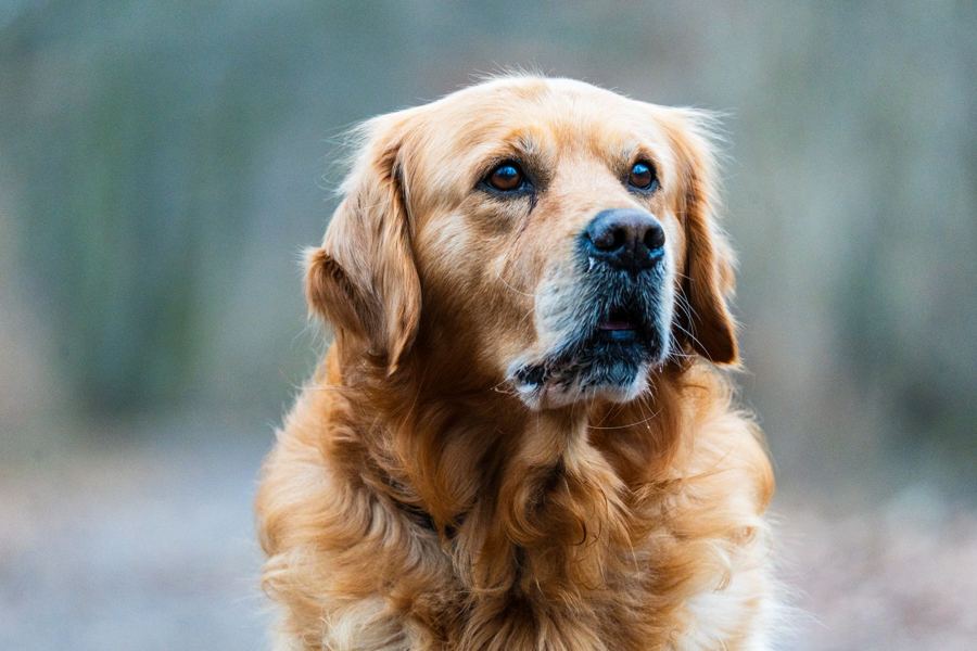cão.