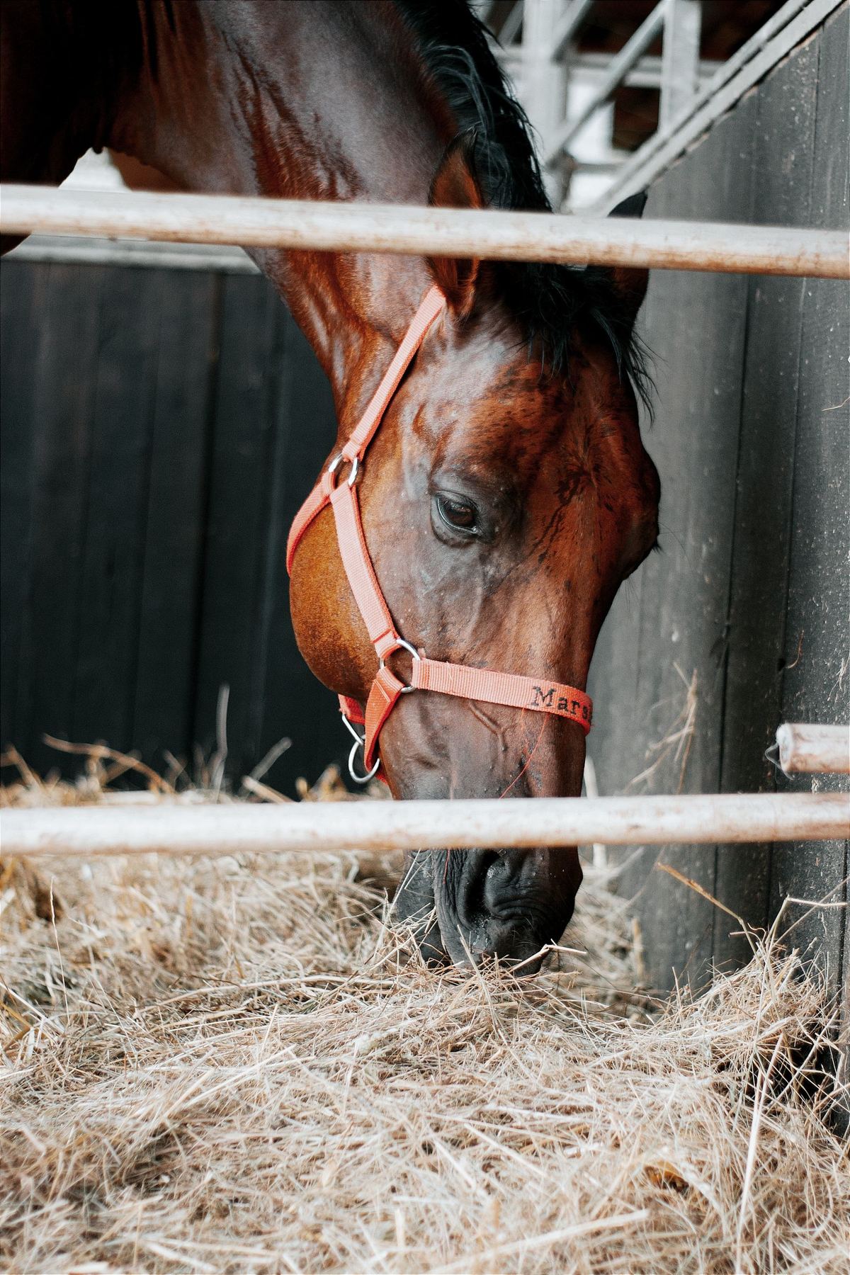Cavalo comendo feno