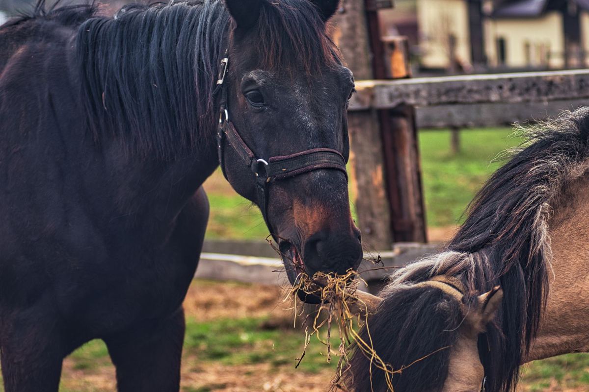 cavalo.