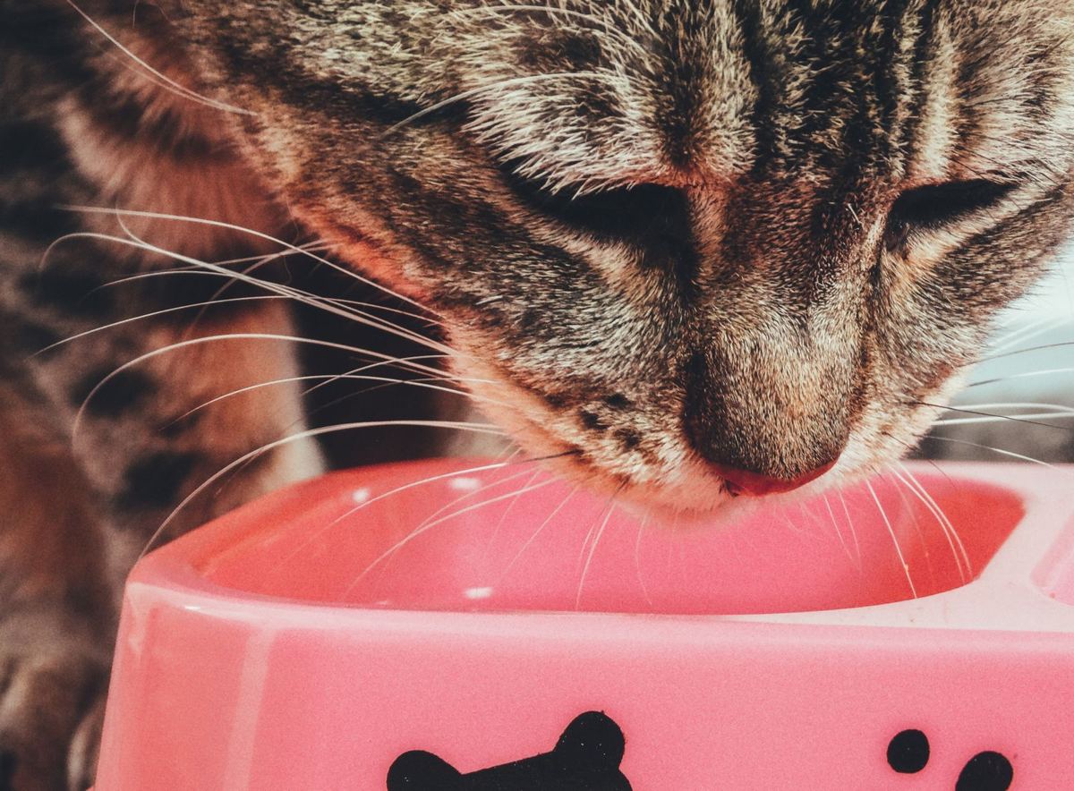 Ração para gatos