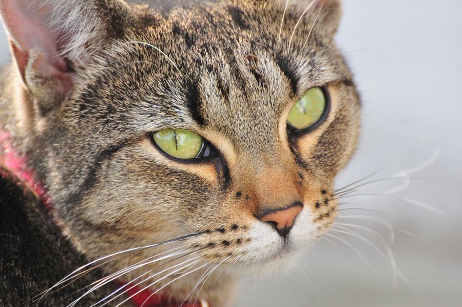 gato.