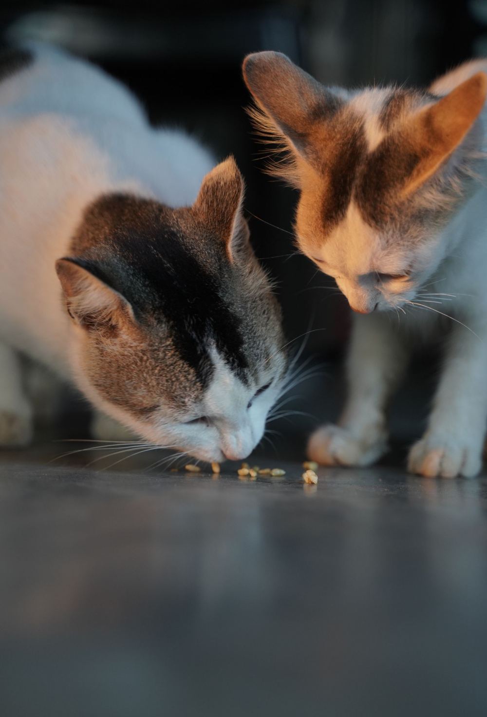 Alimento úmido para gatos