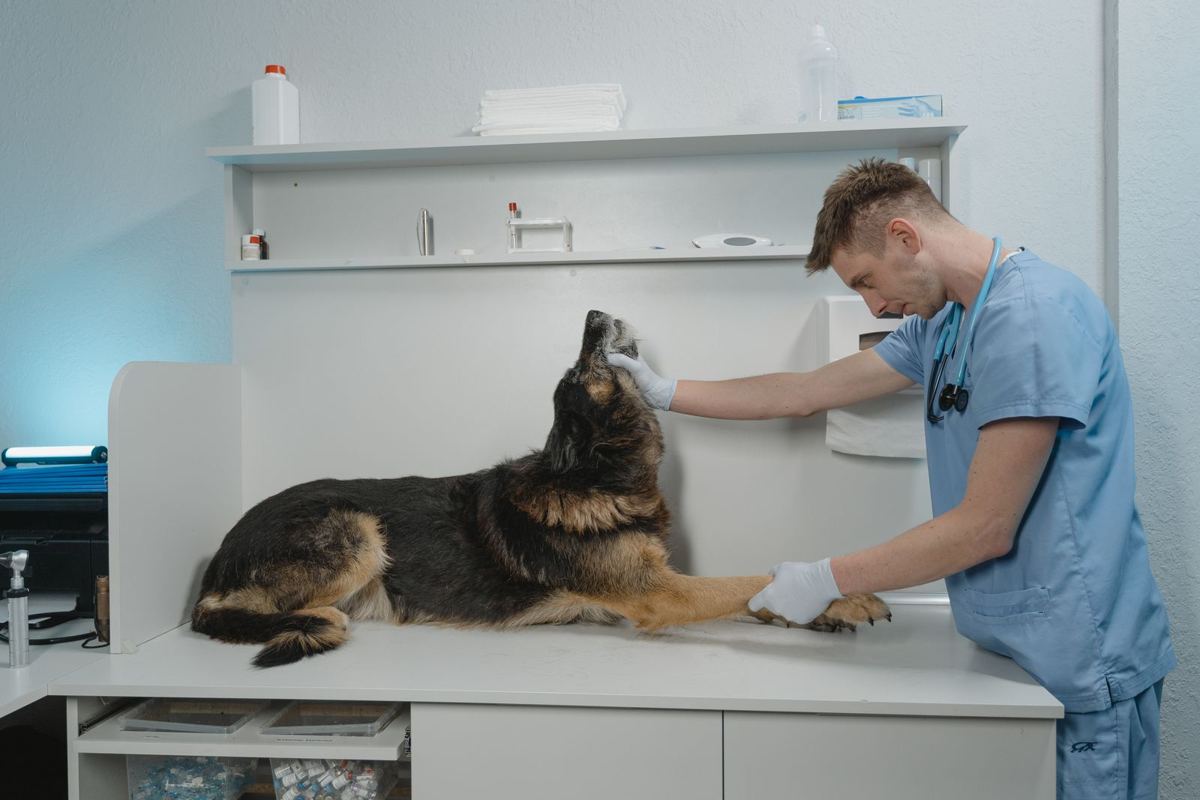 Medicamentos veterinários